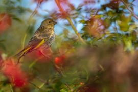 Je ziet een beetje groen links