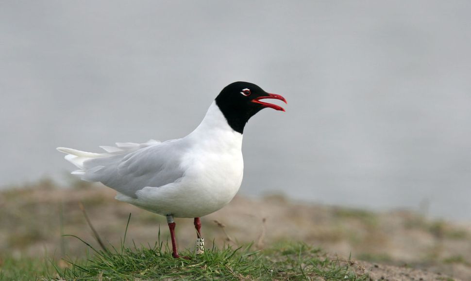 Zwartkopmeeuw / Agami