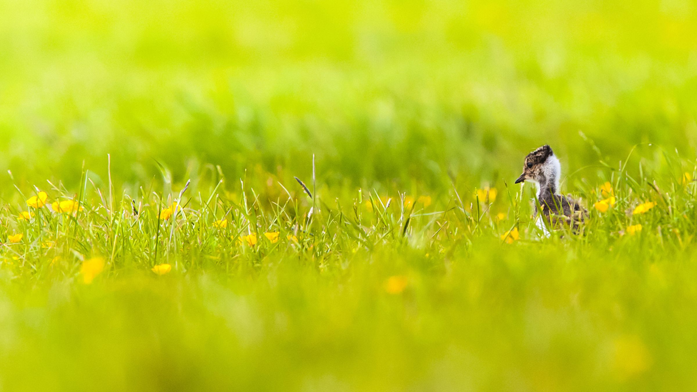 Kievit kuiken / Shutterstock