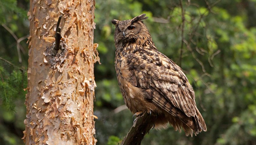 Oehoe / Birdphoto