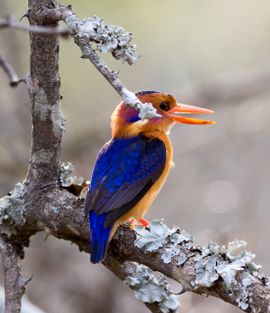 Kingfisher