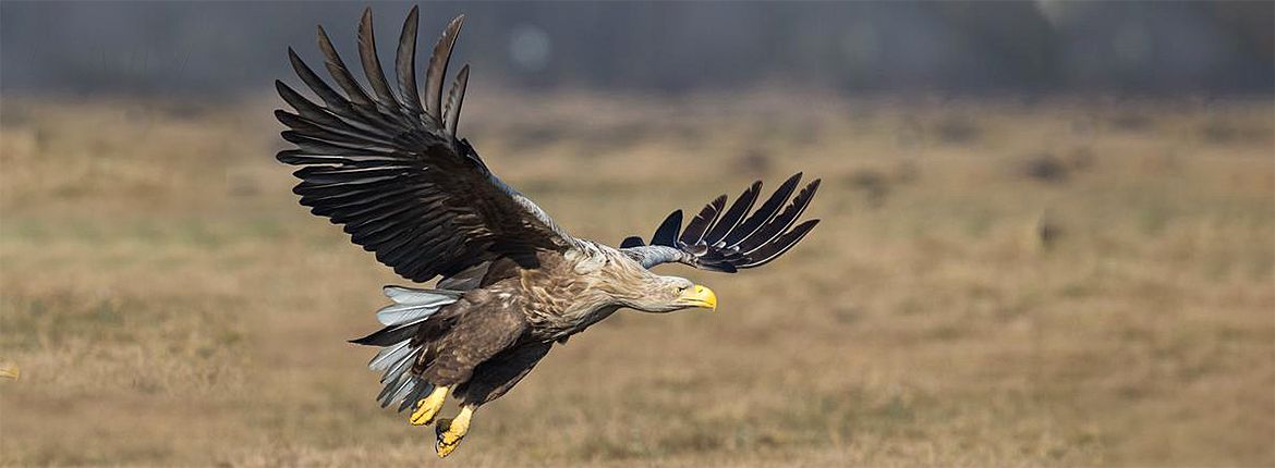 voorstellen: de zeearend | Vogelbescherming