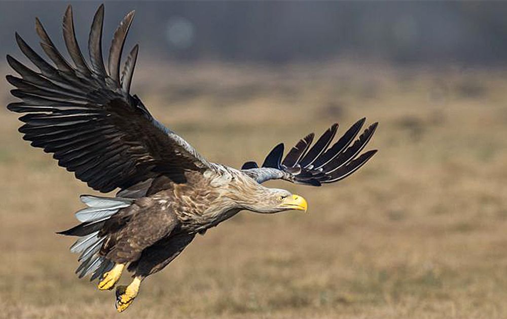 Even Voorstellen De Zeearend Vogelbescherming