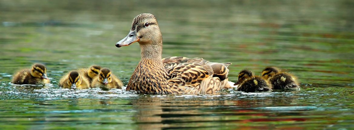 Wilde eend / Shutterstock