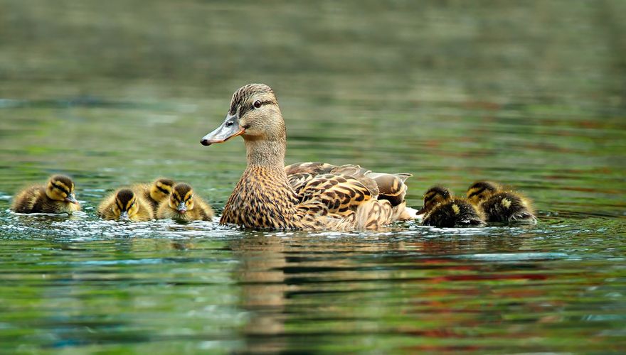 Wilde eend / Shutterstock