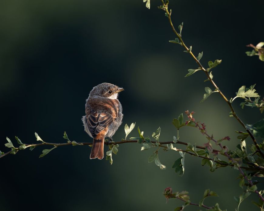 Grauwe klauwier (juv) zit rustig op een tak