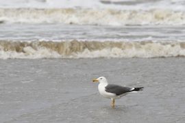 Kleine mantelmeeuw in de branding