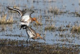 Paring van de Grutto's