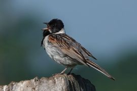 Rietgors (man) zingt de longen uit z'n lijf!