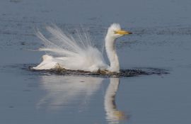 Grote zilverreiger in bruidskleed neemt een bad voor de vogelhut 