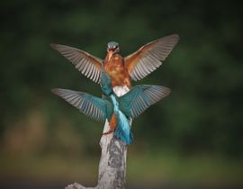 Twee ijsvogels vechten om het beste visplekje 