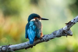 Jonge ijsvogel