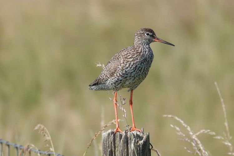 Tureluur op uitkijk | Vogelbescherming