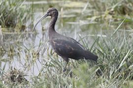 Zwarte Ibis