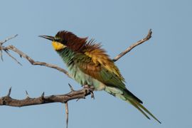 Bijeneter in de wind