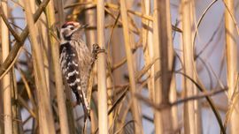 Kleine Bonte Specht in het riet