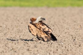Poetsende Vale Gier op Texel