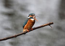 braakballen bij ijsvogel (foto2)