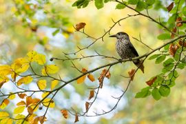 herfstkleuren