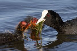 Meerkoet voert jong