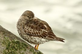 in de eigen omgeving