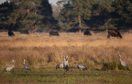 Vogels en sayaguesa runderen