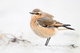 Tapuit op wit zandstrand