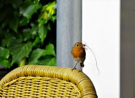 Tweede nestje bouwen