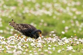 Kemphaan foeragerend tussen de madeliefjes