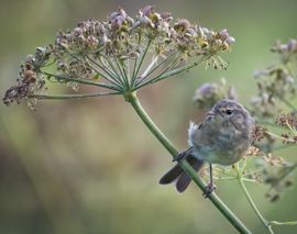 In de ochtendzon onder een parapluutje van Zevenblad...