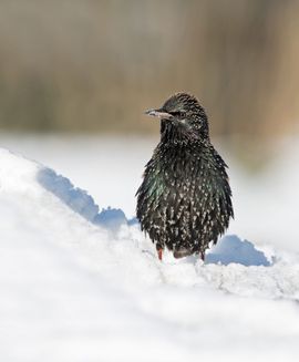 spreeuw in de sneeuw