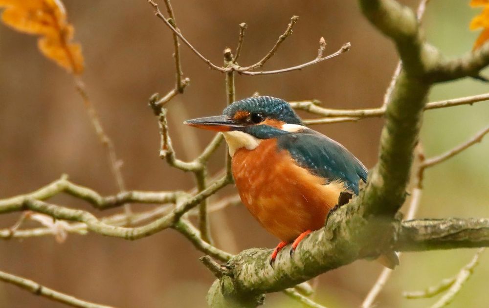 Ijsvogel Vogelbescherming