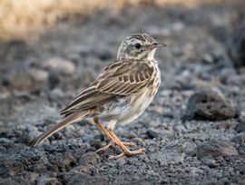 Nieuwsgierig Piepertje