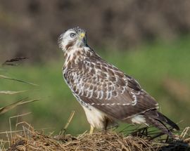 Buizerd is alert 