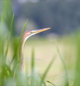 Een bescheiden purperreiger