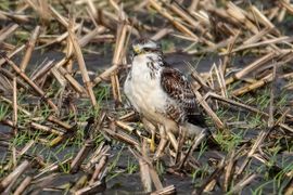 Buizerd verscholen tussen de afgemaaide mais.