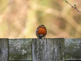 Was het maar lente!