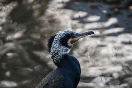 Aalscholver in broedkleed