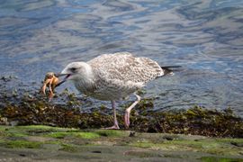 Jonge zilvermeeuw met heerlijk maaltje