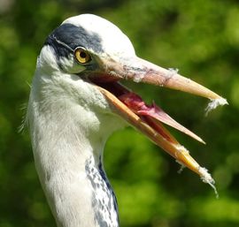 Reiger laat zijn achtere tong zien