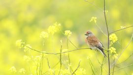 Common Linnet