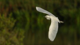 Jonge Koereiger