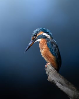 Ijsvogel tegen blauwe achtergrond 