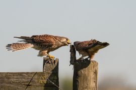 Overdracht muis
