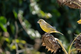 Groenling in de tuin