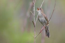 Sprinkhaanzanger zingt uit volle borst