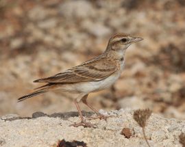 Short Toed Lark in Summer