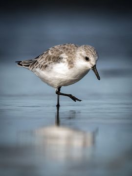 Verstild portret van een Drieteenstrandloper