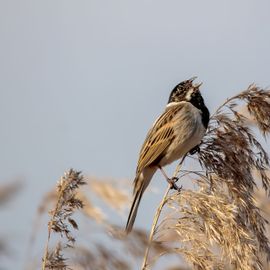 Gevoel van de lente