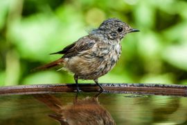Jonge gekraagde roodstaart